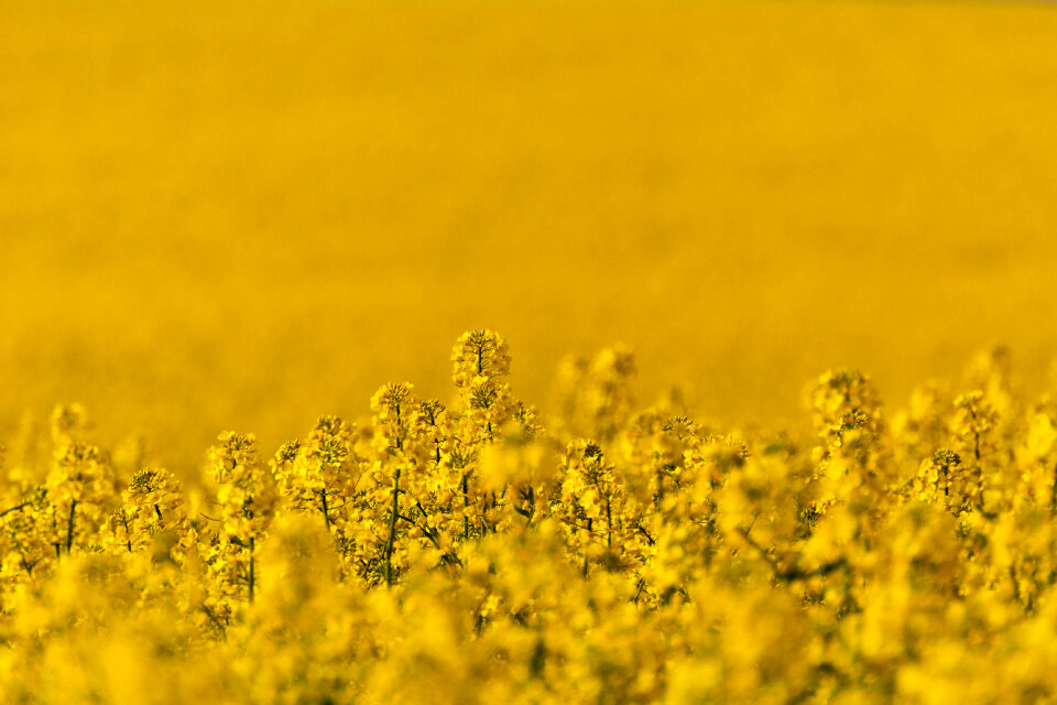 Rapeseed Field Close Up