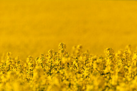 Rapeseed Field Close Up photo