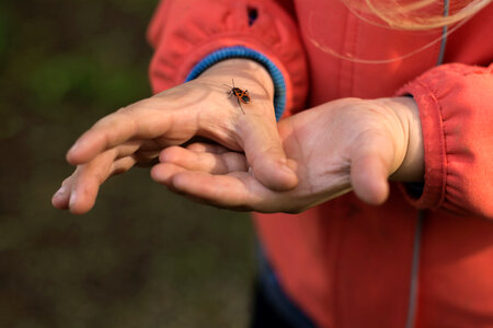Firebug on Children Hand photo