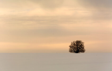 Minimalist Winter Tree photo