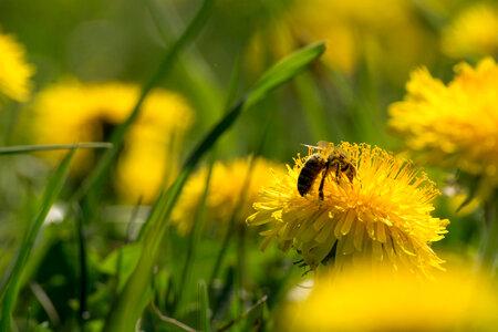 Sunflowers and Bee photo