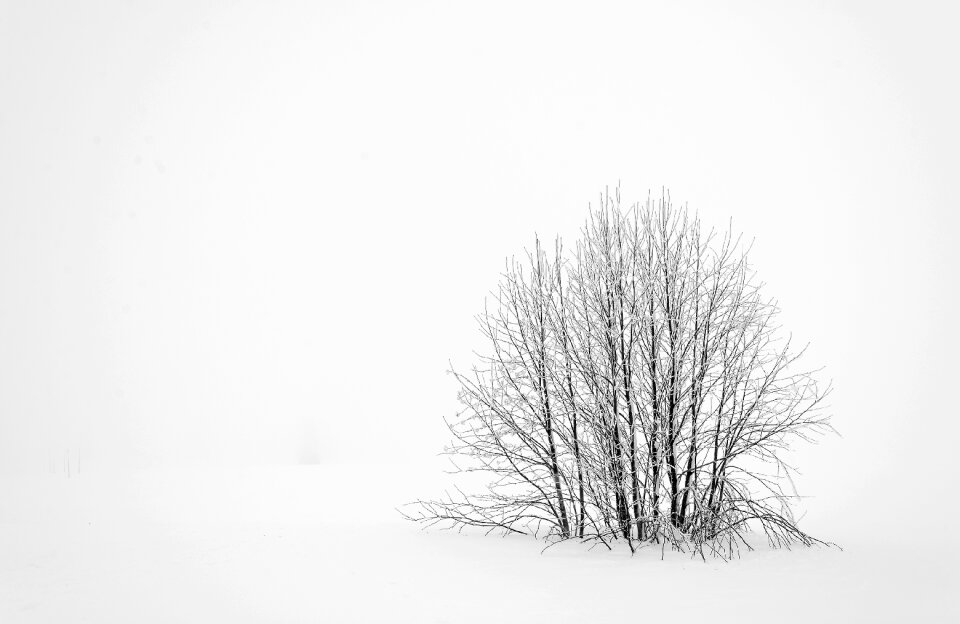 Winter Minimalism photo
