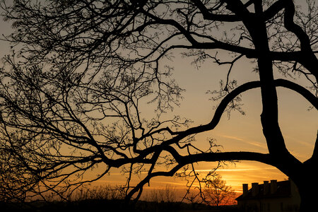 Silhouette of tree branches photo