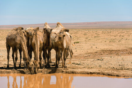 Drinking camels in desert photo
