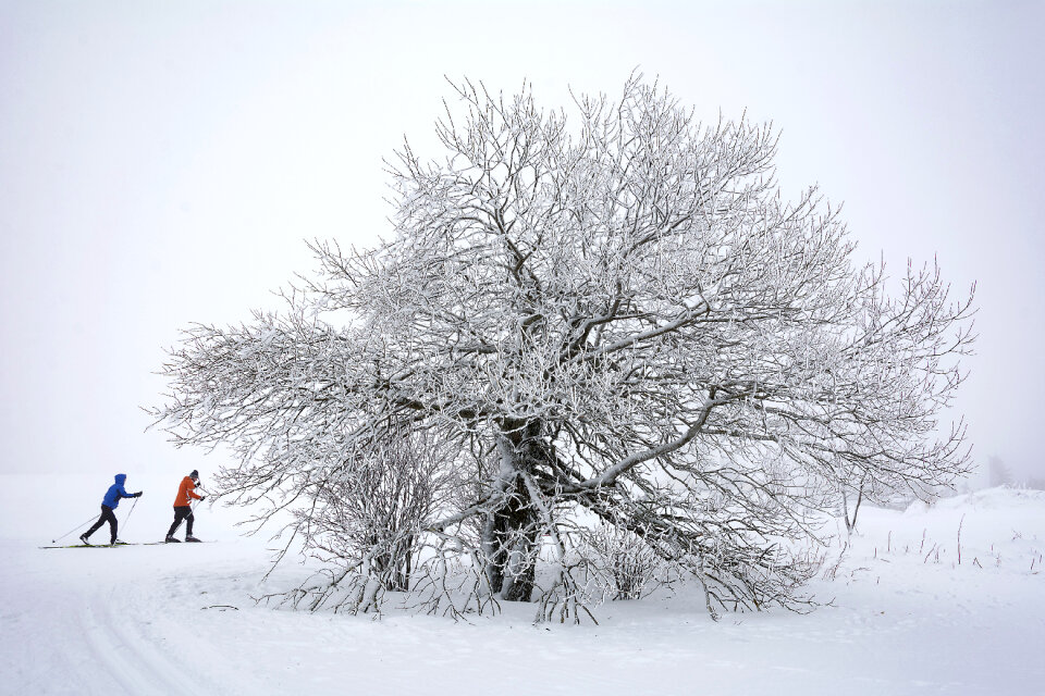 Snow, tree and skate skiers