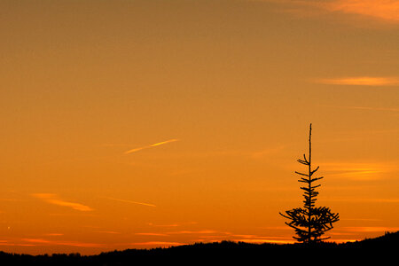 Lone tree at sunset photo