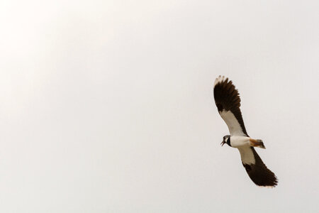Flying northern lapwing photo