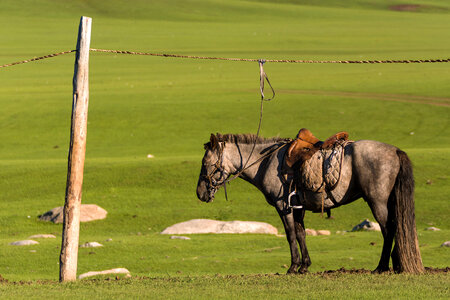 Tied Horse in Mongolia