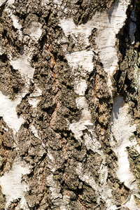 Birch tree bark close up photo