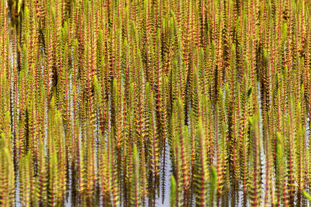 Nature Pattern – Lake Aquatic Flowers photo