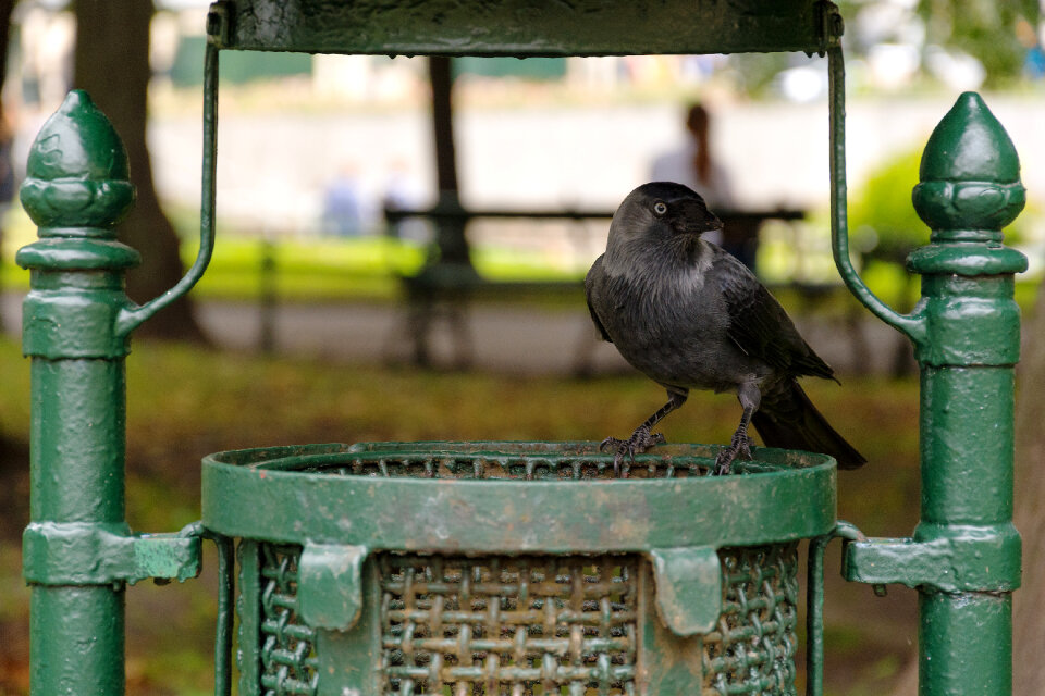 Crow on the park waste basket
