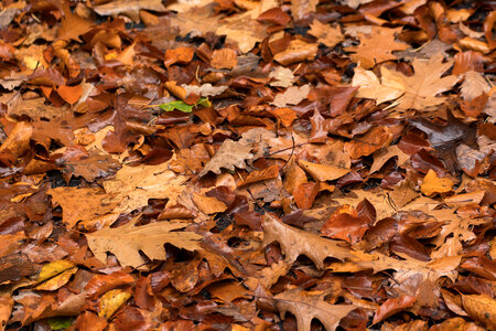 Autumn Leaves photo
