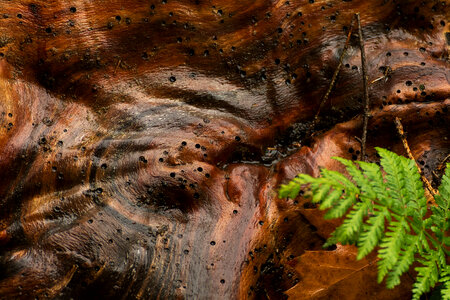Wet wood in forest photo