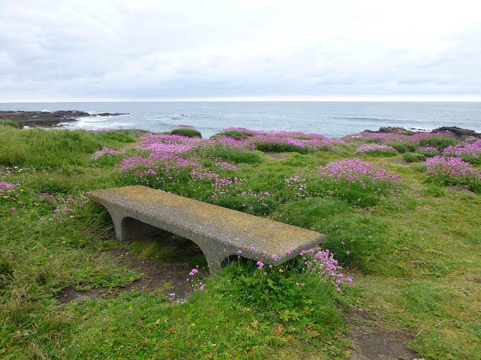 Ocean bench field of flowers