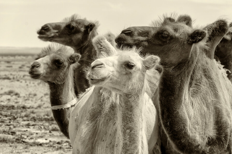 Bactrian camels in Gobi desert photo