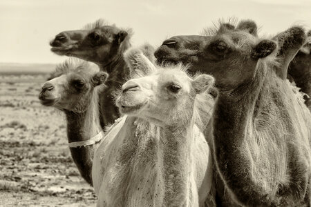 Bactrian camels in Gobi desert photo