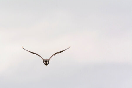 Flying bird photo