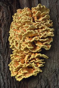 Bracket Fungi photo