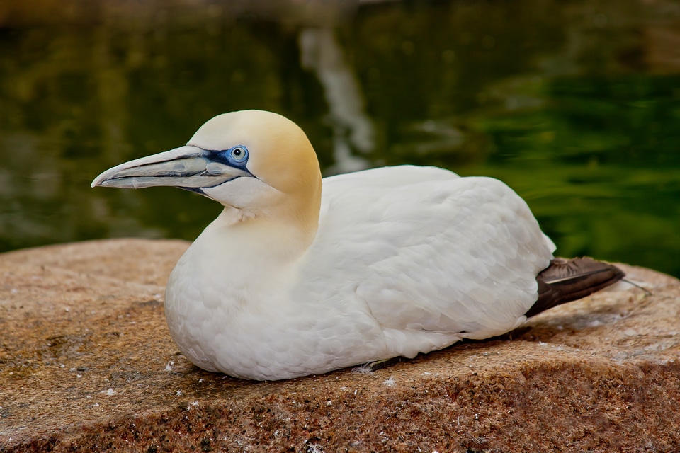 Water bird sea gull