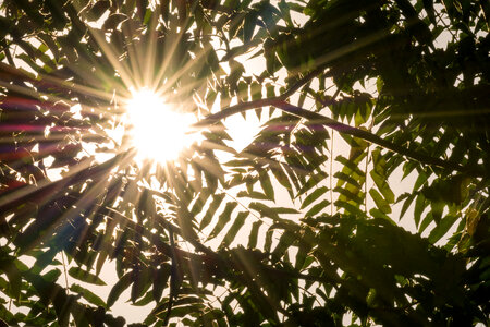Sun rays passing through leaves photo