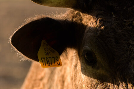Cow Portrait photo