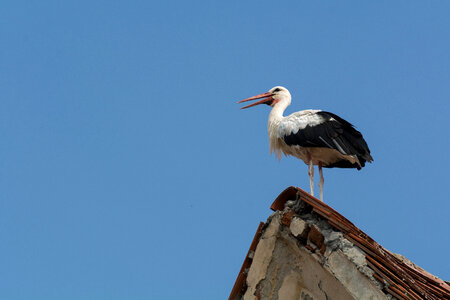 Stork On The Roof photo