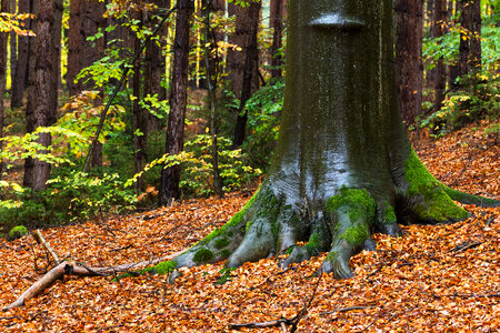 Tree In the Autumn Forest