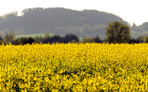 Yellow field photo