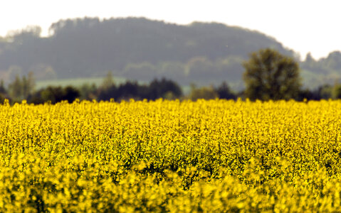 Yellow field