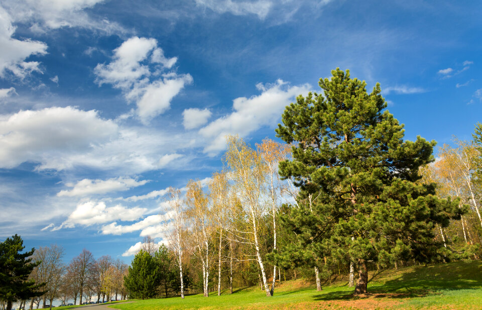 Landscape with trees