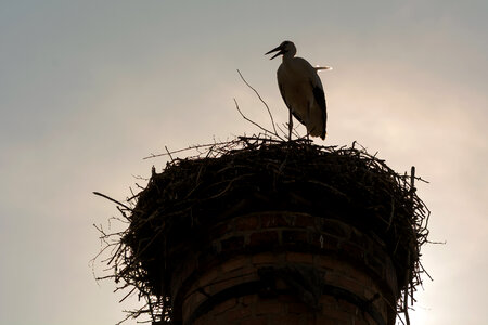 The stork nest on the factory chimney photo