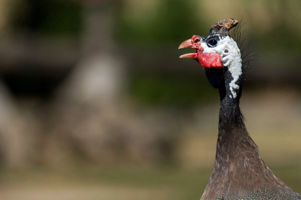 Helmeted Guineafowl