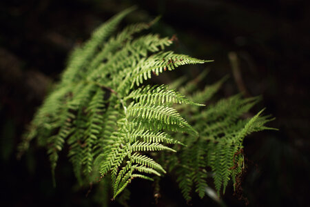 Fern photo