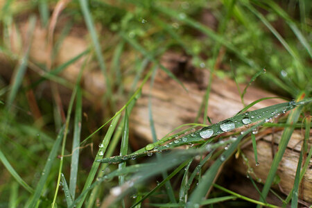 Water Drops On the Grass photo