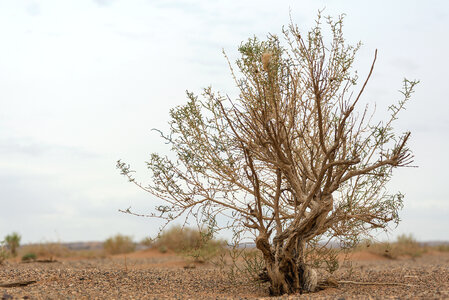 Tree in the Gobi desert photo