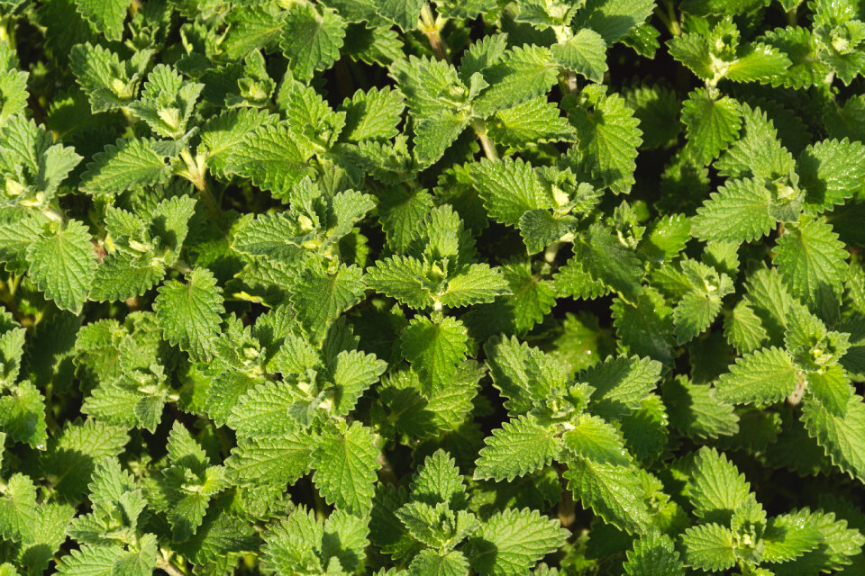 Mint plant photo