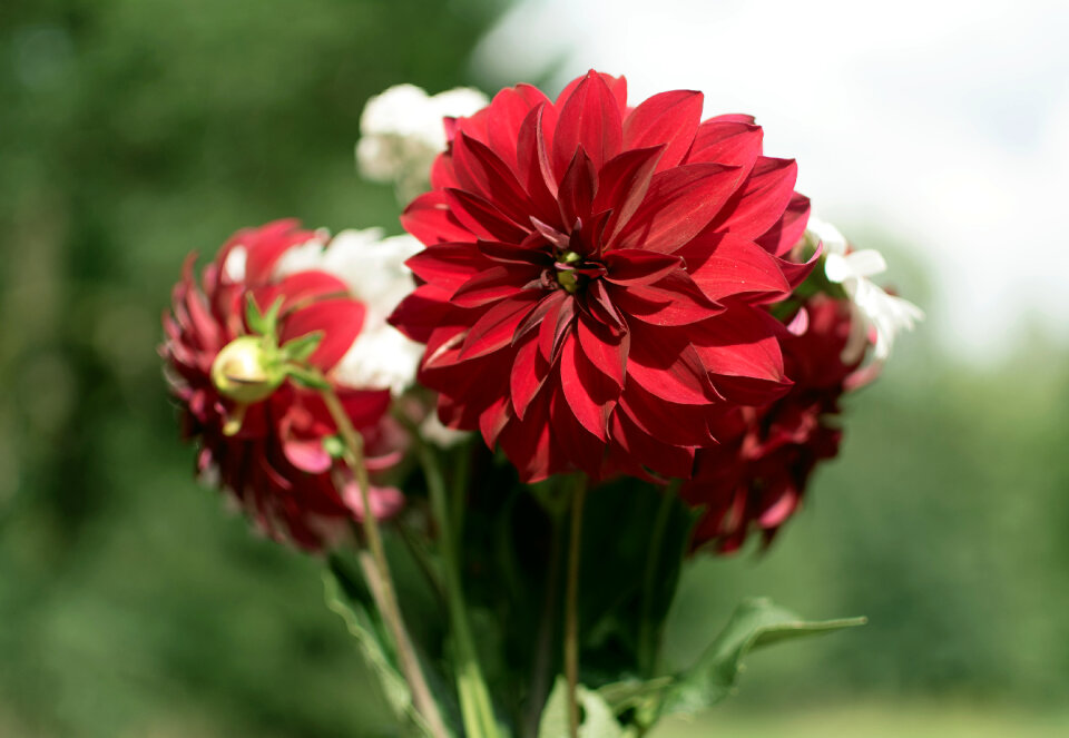 Bouquet of Flowers