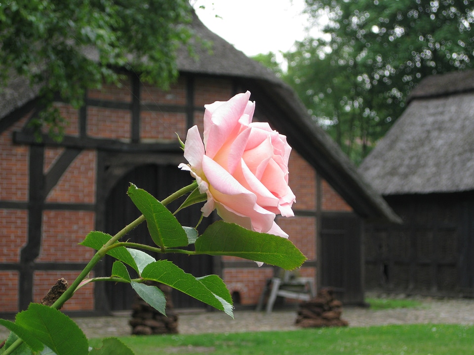 Rose old farmhouse building