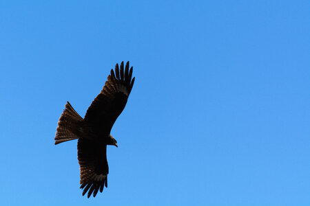 Silhouette of the eagle on the blue sky