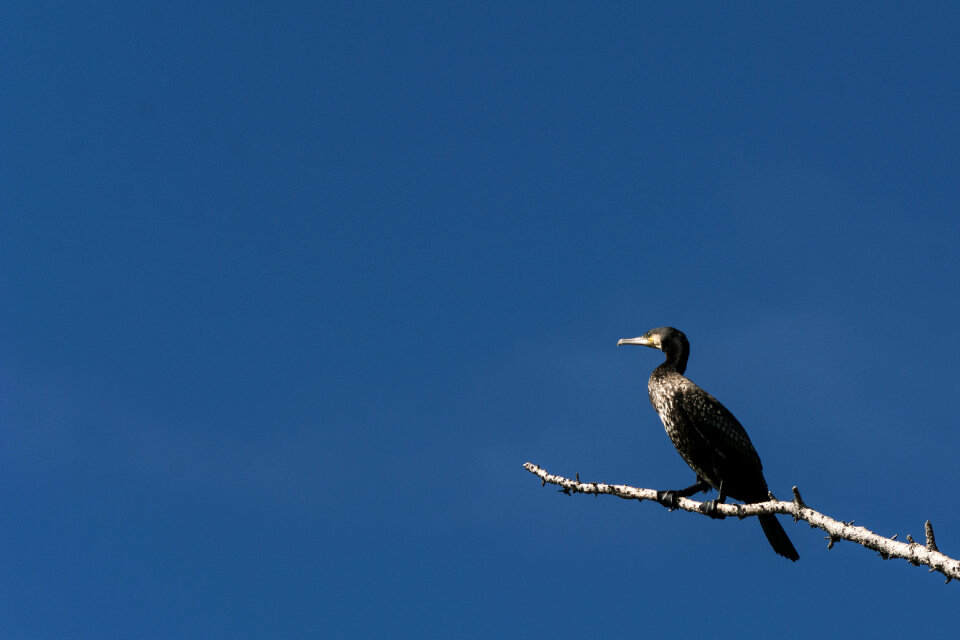 Great cormorant on a branch