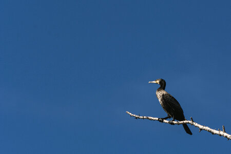 Great cormorant on a branch photo