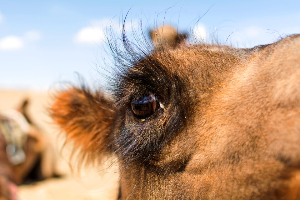 Camel Eye photo