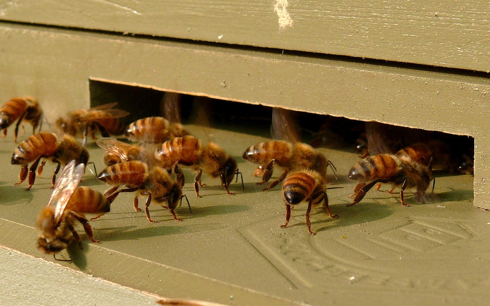 Entrance colony hive