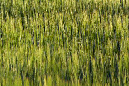Green Wheat Field photo
