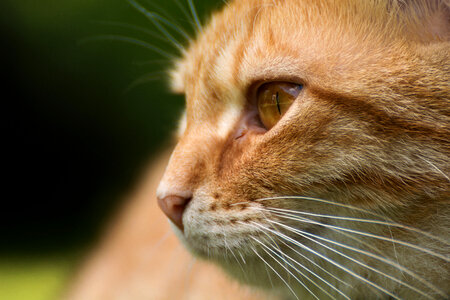 Cat Face Side View