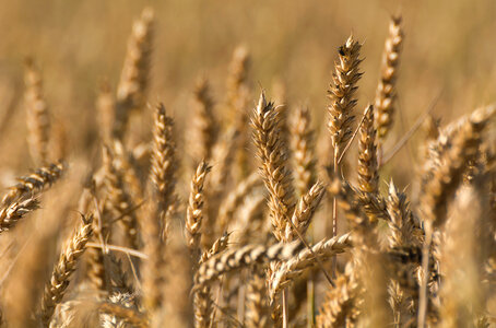 Grain field photo