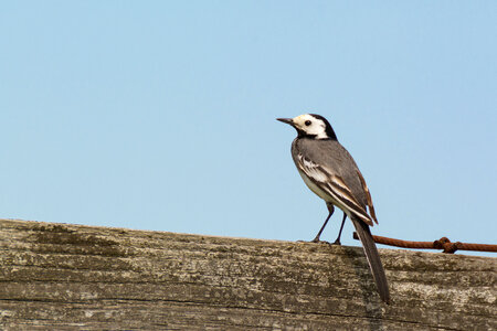 Small bird – White wagtail photo