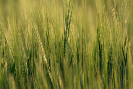 Field background photo