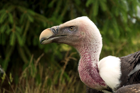Griffon Vulture photo