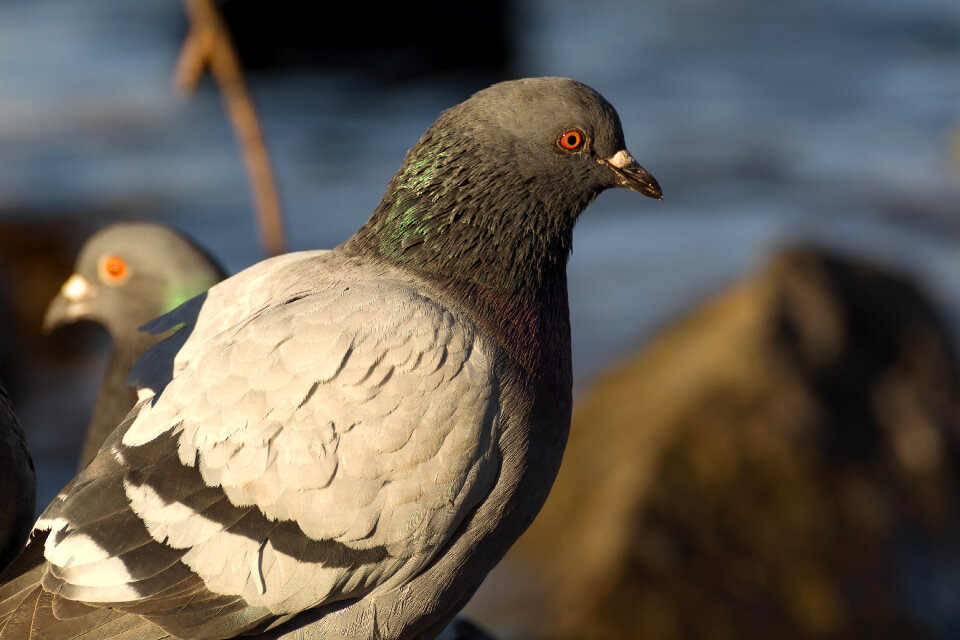 Pigeon photo